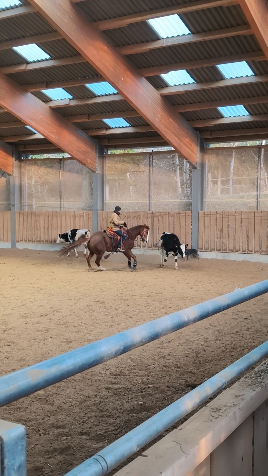 photo-stage-vache (2)