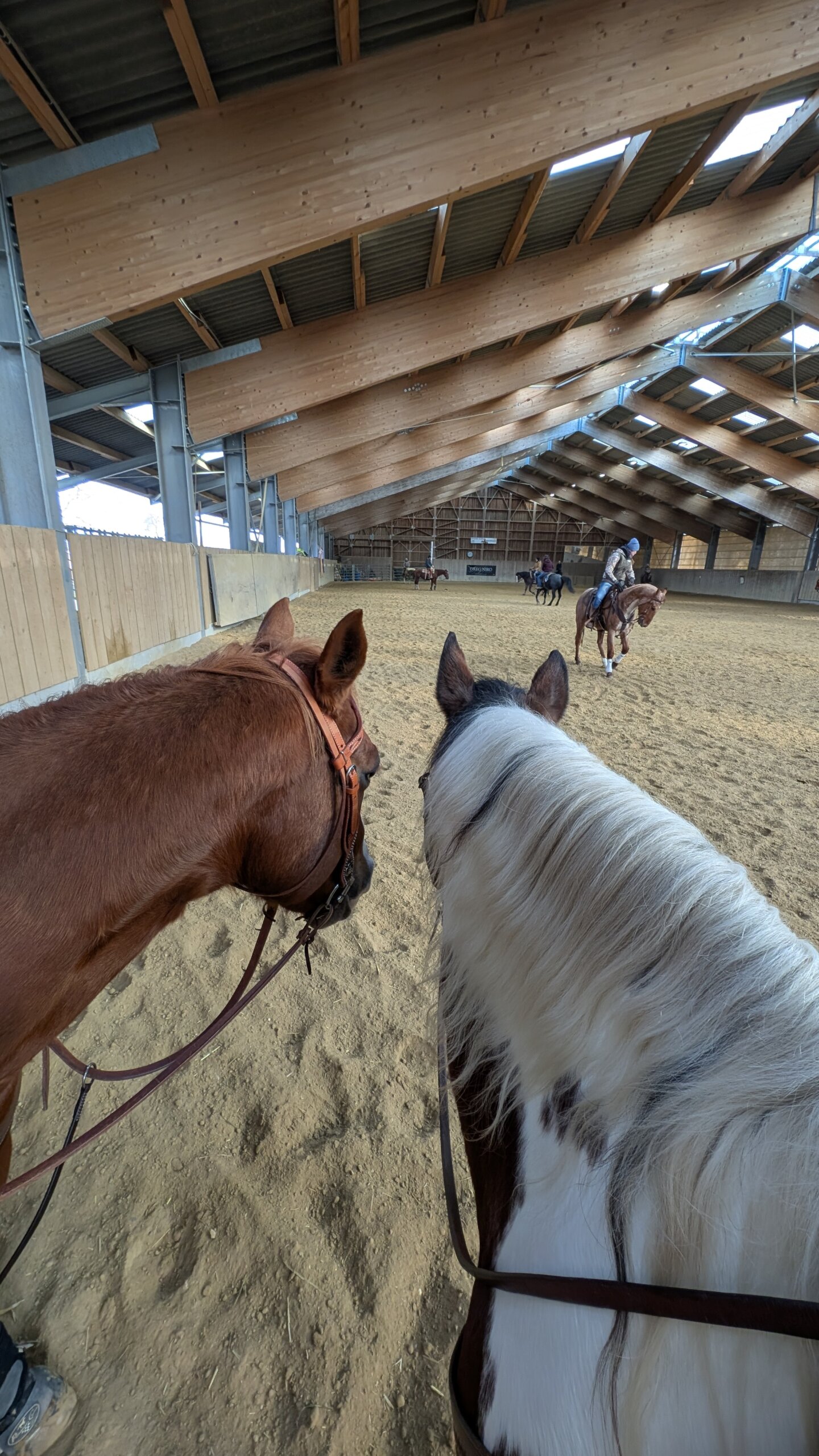 photo-stage-vache (3)