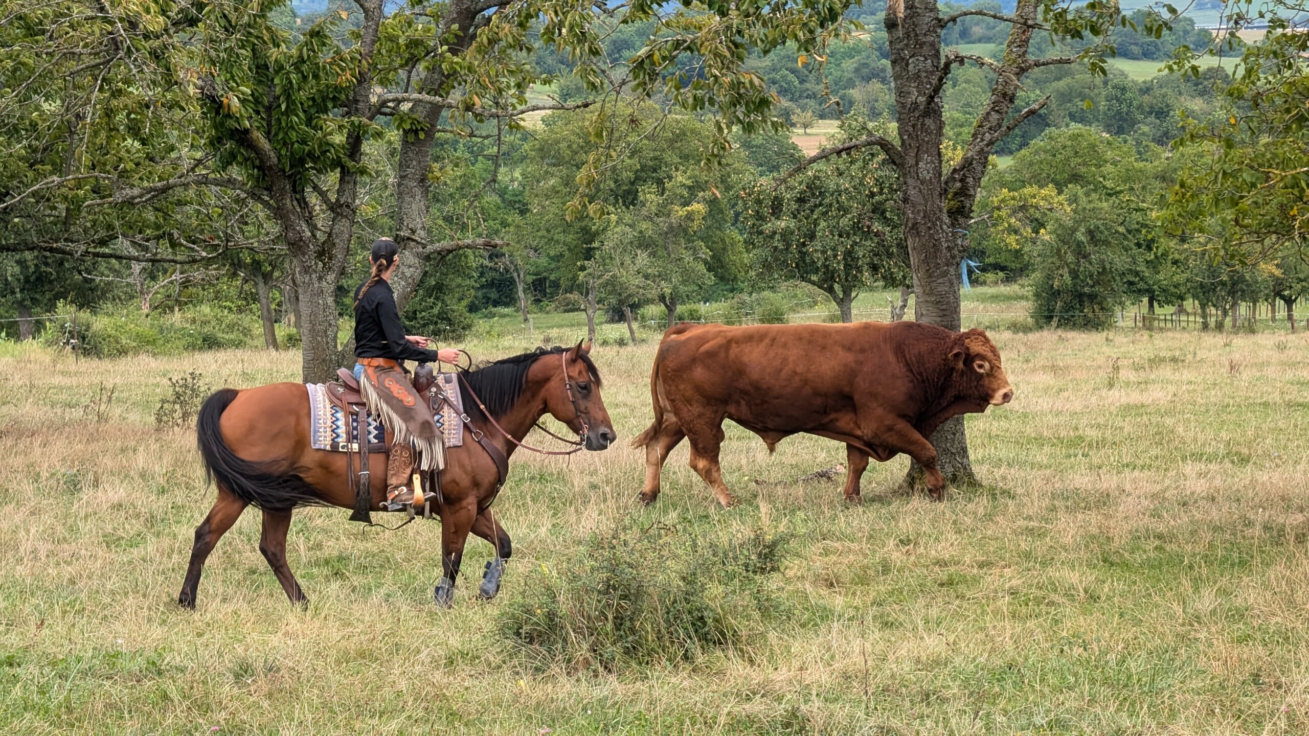 photo-stage-vache (4)