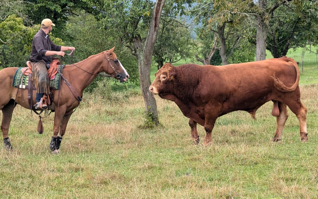 Cattle Drive au Mossig Riehl Ranch