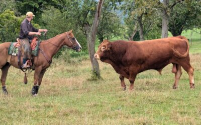 Cattle Drive au Mossig Riehl Ranch