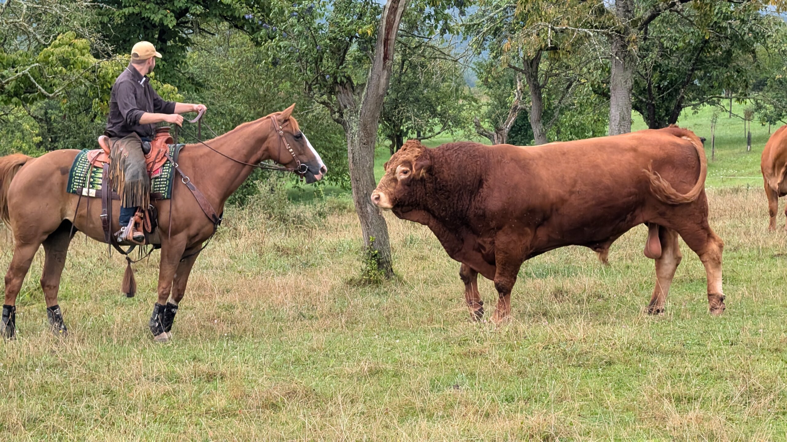 photo-stage-vache (5)
